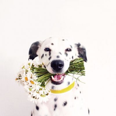 cachorro flor na boca