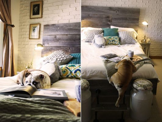 bulldog subindo na cama