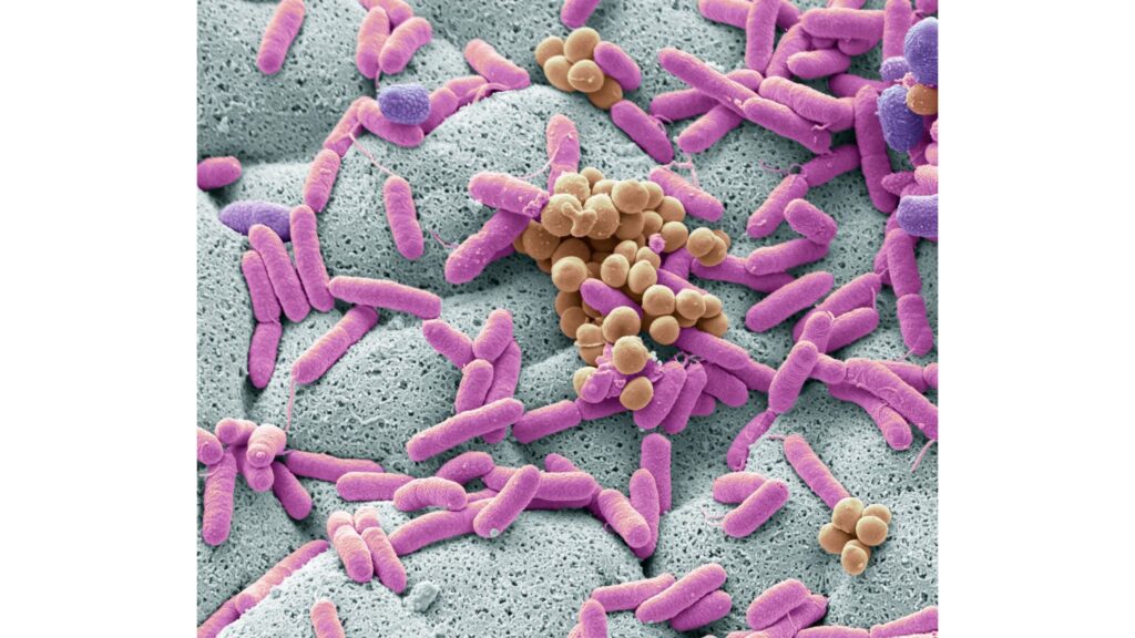 microbiota