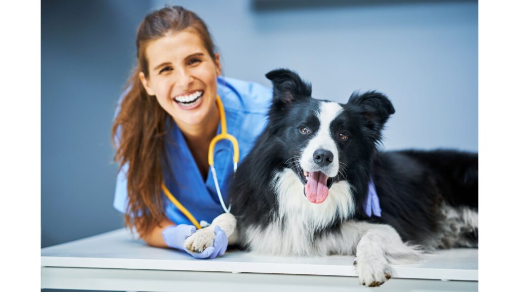 post blog vet